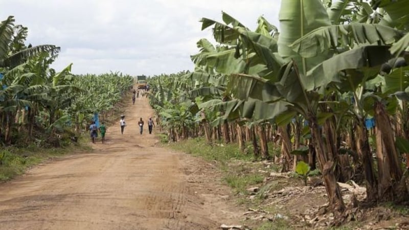 Cameroun/Terrorisme : 05 employés de la CDC tués à cause de la Norvège !