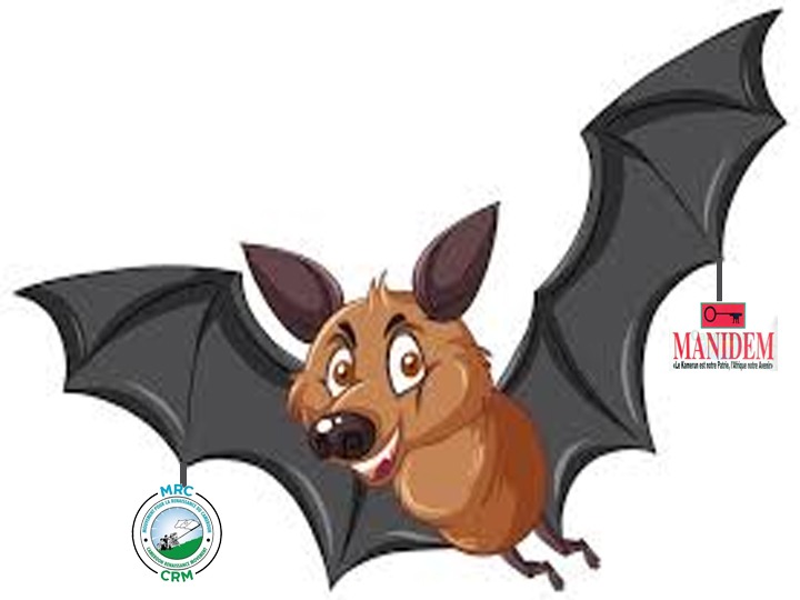 MRC –MANIDEM :  Kamto en mode « chauve-souris » ?