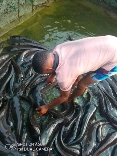 Import – substitution : la volaille hier , le poisson aujourd’hui ! Import – substitution : la volaille hier , le poisson aujourd’hui !